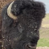 DistilledBison